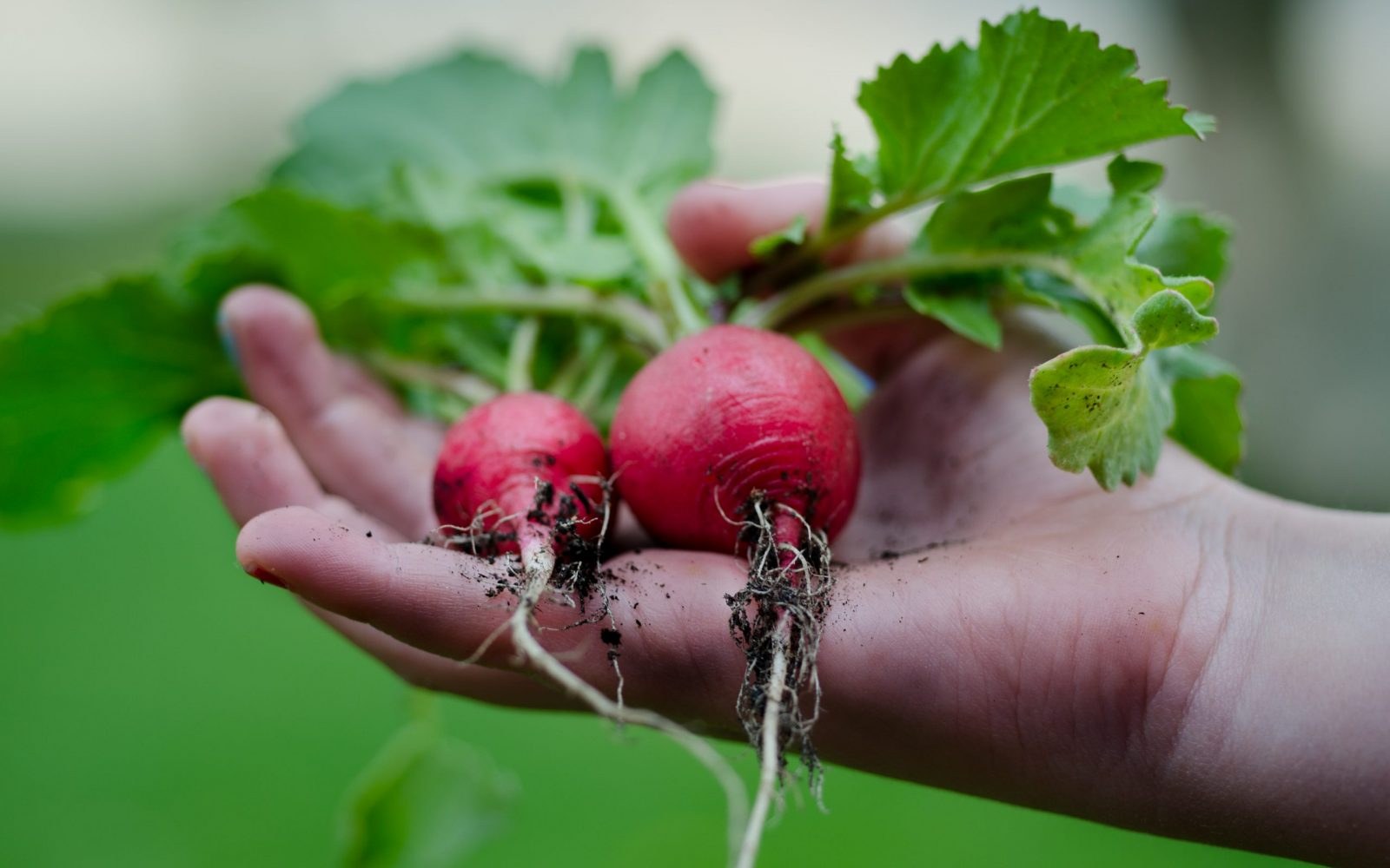Hand holding freshly picked radishes from a garden