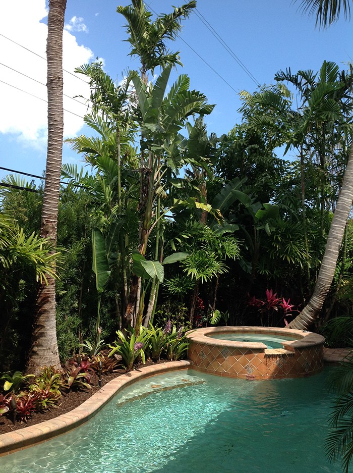 Pool and raised spa framed by palms and tropical plants