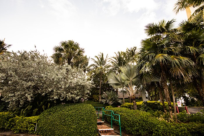 Manicured palms, trees and hedges at a South Florida property