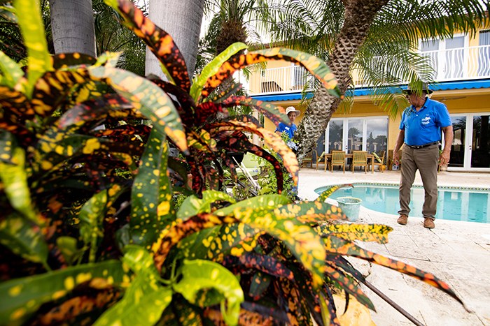 Colorful croton planting in the foreground of a poolside garden
