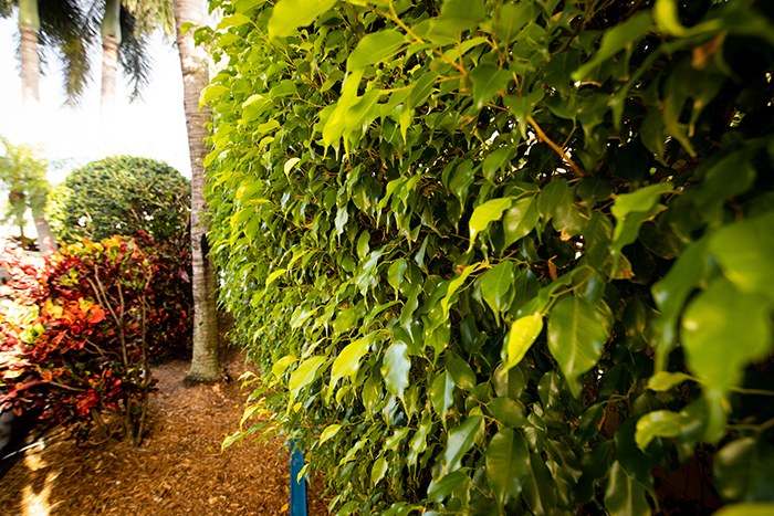 Dense green hedge and tropical foliage maintained by Dan Ramos Landscaping