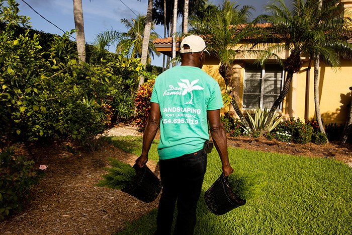 Residential landscape with lawn, palms and flowering tree in Fort Lauderdale