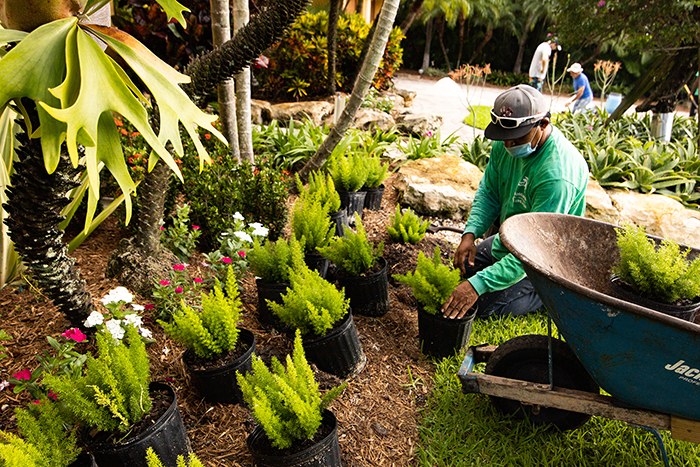 Dan Ramos crew planting ferns in a residential garden