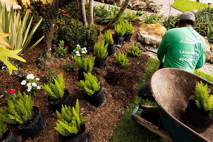 Dan Ramos crew member planting ferns with a wheelbarrow of plants